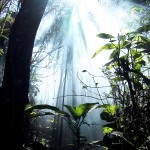 Dawn in Sinharaja Rain forest_cover image