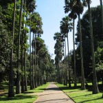 Peradeniya Botenical Garden