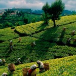 Tea Plantation in Sri lanka
