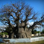 Baobab Tree Jaffna