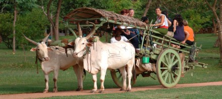 Bullock cart safari Sri Lanka Cover image