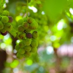 Grapes farms Jaffna