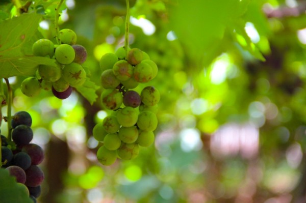 Grapes farms Jaffna