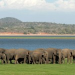 Group of Elephant at Minneriya national park