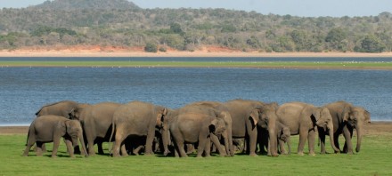Group of Elephant at Minneriya national park_cover page