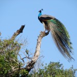 Peacock at Minneriya Park